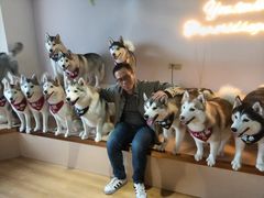 -Husky Go! 哈士奇体验馆·宠物咖啡厅狗咖