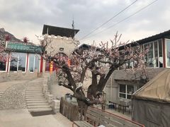 -闻道食府烙饼卷带鱼(原车耳营店原大觉寺店)