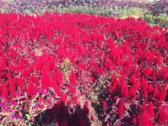 -北纬44度·金珠花海休闲农业旅游景区