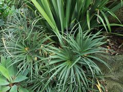 -墨尔本皇家植物园