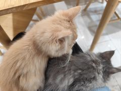 -楼上猫咖(罗湖店)