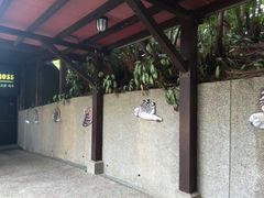 -新加坡飞禽公园