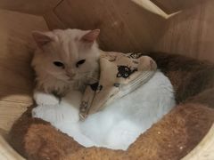 -楼上猫咖(罗湖店)