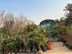 -龙大花卉苗木市场