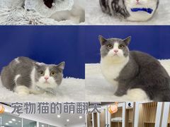 -爱洗澡的猫(天河路店)