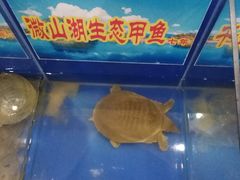 -鳖皇甲鱼餐厅(平阳路店)