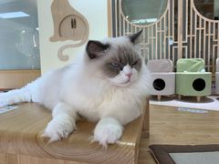 -猫和宫(六道口店)