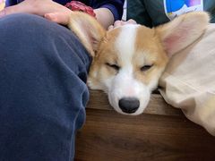 -柯斗斗主题餐厅·狗咖·围炉煮茶·茶饮(国瑞升平里店)