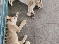 -秦皇岛野生动物园