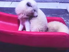 -芜湖新华联大白鲸海洋公园