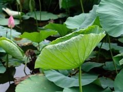 -上海市龙华烈士陵园