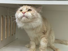 -青奢宠物·青奢猫舍