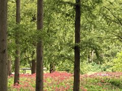 -黄海国家森林公园