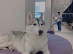 -怪兽屋·羊驼·猫咖·狗咖(俊华广场店)