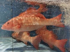 -徐记海鲜(大雁塔|金都店)