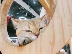 -COLOR PETS 撸猫馆·购猫·猫咖(长风大悦城店)
