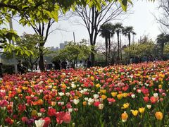 -大宁郁金香公园-停车场