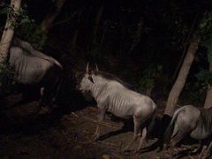 -清迈夜间动物园