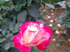 -人民公园(罗湖区)