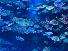 -暹罗海洋世界