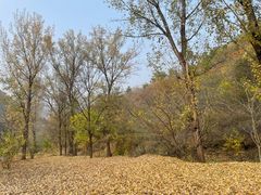 -大岭沟猕猴桃谷风景区
