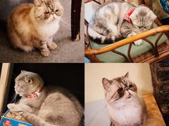 -猫色咖啡·猫咖