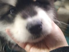 -中环花鸟鱼虫市场