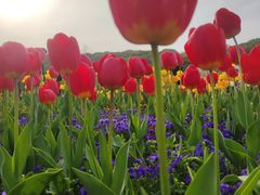 -苏州上方山国家森林公园