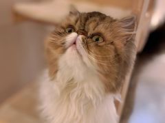 -More Fun猫咖 二十只万元加菲主题