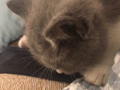 -Bastet sally猫舍购宠(静安店)