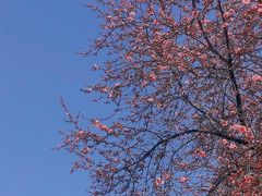 -洛阳市隋唐城遗址植物园