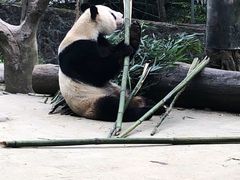 -都江堰中华大熊猫苑