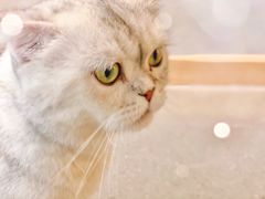 -飞行喵MR PILOT|猫舍·猫咖(静安大融城店)