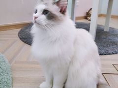 -酷豆宠物咖啡·宠物美食·撸猫馆