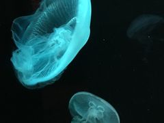 -悉尼海洋生物水族馆