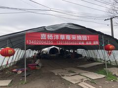 -喜杨洋草莓采摘园