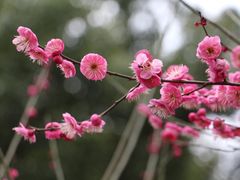 -章华寺