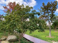 -上海浦江郊野公园-3号停车场