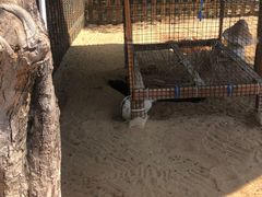 -三亚海棠湾万丽度假酒店