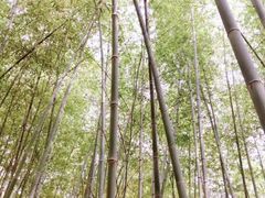 -广州市石门国家森林公园