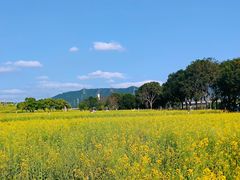 -光明小镇欢乐田园