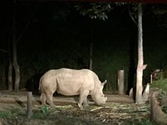 -清迈夜间动物园