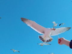 -海驴岛(荣成市)