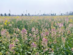 -中国天府农业博览园