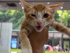 -瑞鹏宠物医院·夜间急症·心超·猫科(祖庙分店)