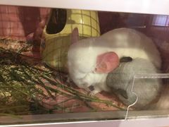 -藦茜花园宠物主题亲子互动体验馆(国顺东路店)