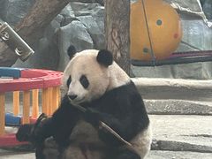 -武汉动物园