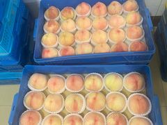 -老袁家蜜桃农场·阳山水蜜桃