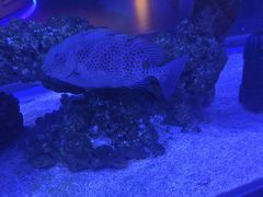 -上和臻品中国菜(花园街店)