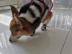 -北京恒爱动物医院(清景园分院)